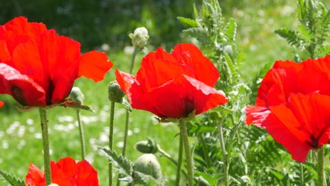 Huge red poppy petals sway in the wind on a spring day in a park in a flower bed