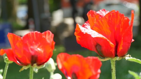 Huge red poppy petals sway in the wind on a spring day in a park in a flower bed