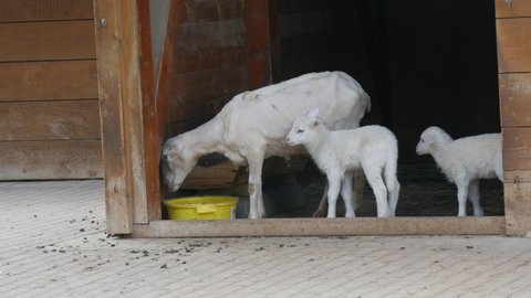 Herd of sheared sheep and rams and little newly born lambs in the farm eat food from the trough. Eco farm ecotourism trend