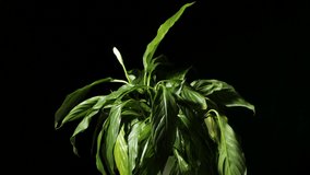 Revitalization of spathiphyllum after pouring. Indoor plants. Withered leaves of peace lily are erecting after watering . Time-lapse