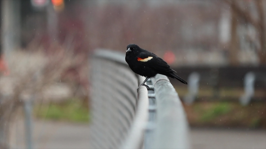 Red Winged Black Bird calling on a metal park fence