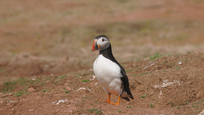Cute,colorful Puffin emerging from its burrow at a breeding colony site (Skomer, Wales, UK) Royalty-Free Stock Footage #1090341363