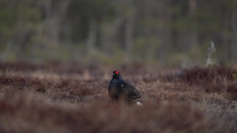 Black grouse during mating time. Grouses in the swamp. Sweden birds.