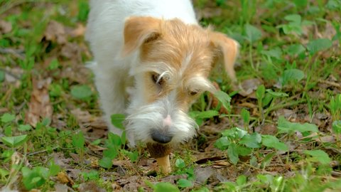 Morchella conica in the spring forest. Jack Russell Terrier eating a mushroom growing in the grass
