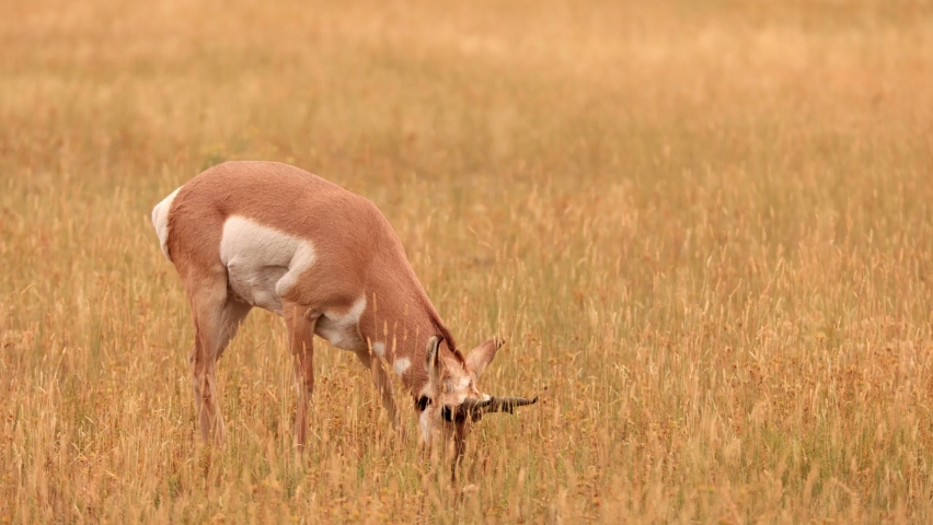 Pronghorn in Yellowstone National Park in Wyoming