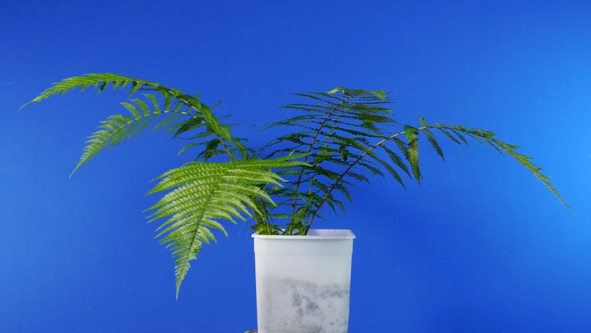 Fern In Breeze - Bluescreen For Compositing Royalty-Free Stock Footage #1090343103