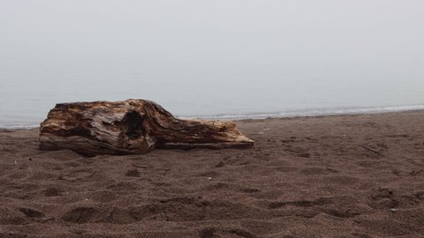 Large chunk of Drift wood on a foggy beach