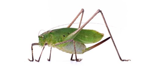 4K video of a female green female grasshopper making a turn on a white background.