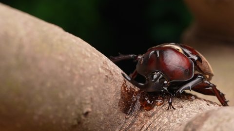 4K video of beetles licking sap.
Later in the video he slides off.