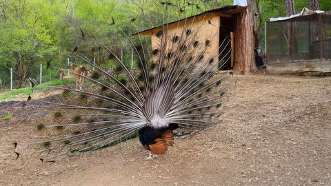 Elegant beautiful peacock with spread-out feathers.