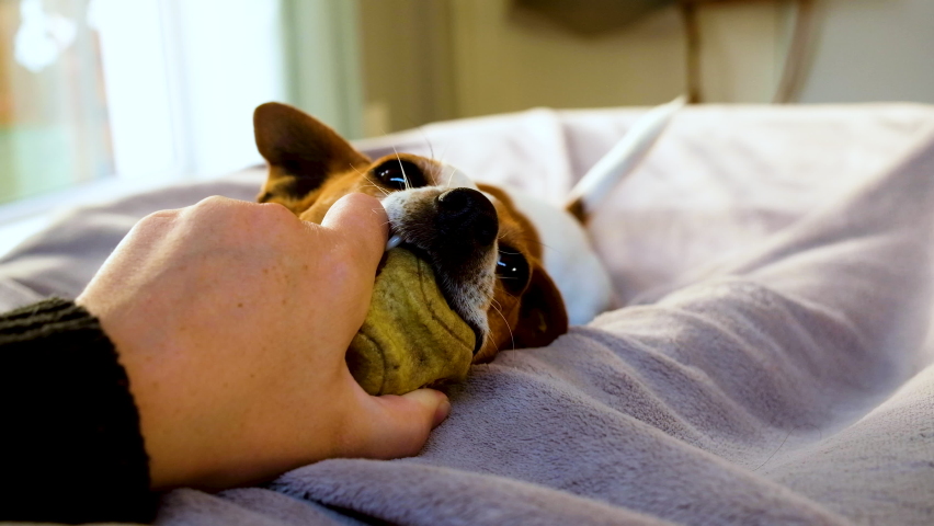 Tenacious Jack Russell holds onto rubber ball in mouth playing with owner