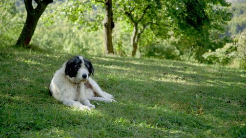 A scruffy cute old carpathian micritic sheep dog lies in an orchard, Romania