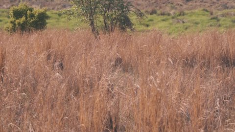 African warthog running through long grass in african savannah.