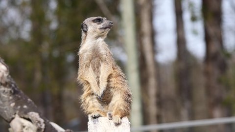 Cute Meerkat sitting on wooden pole and duck of the head in forest during summer -close up