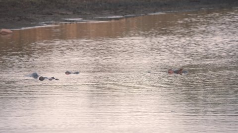 Three hippopotamuses submerged in river close to muddy shore, Africa.