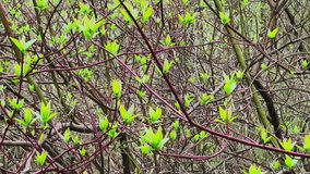 Small twigs with newly appeared green leaves sway in the wind in the first days of spring in sunny weather
