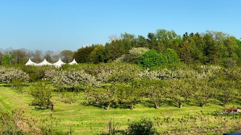 Peller Estates fruit trees during spring - Niagara-on-the-lake, Ontario, Canada