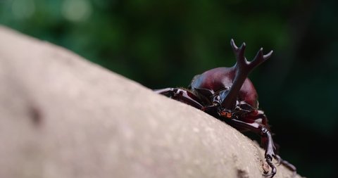 4K video of a male beetle.