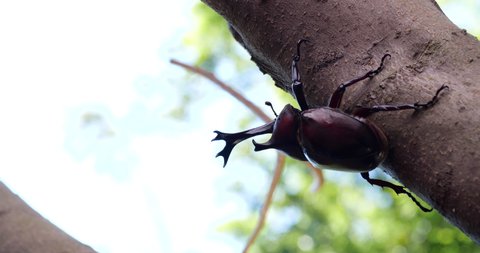 4K video of a male beetle climbing a tree.