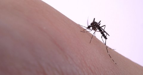 Video of mosquitoes trying to stick needles into skin.