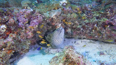 Honeycomb moray eel on the reef