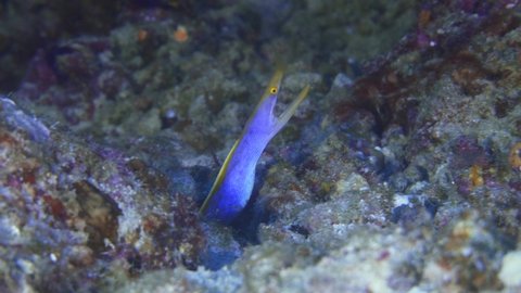 Blue Ribbon eel on the reef