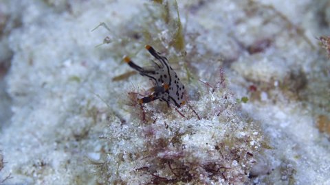 A rare Picacciu nudibranch on the reef