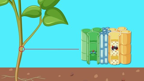 37 Osmotic Pressure Stock Video Footage - 4K and HD Video Clips | Shutterstock 37 Osmotic Pressure Stock Video Footage - 4K and HD Video Clips | Shutterstock