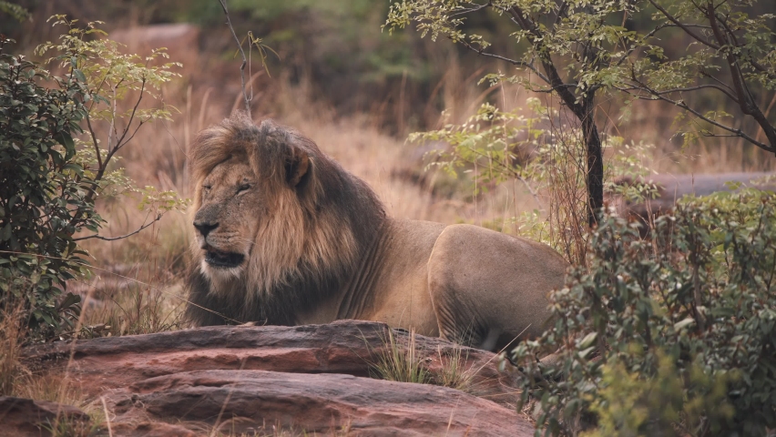 Lying lion roaring loudly on rock in african savannah.
