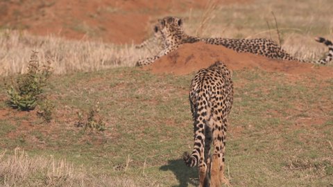 Cheetah walking towards two other cheetahs lying in african savannah.