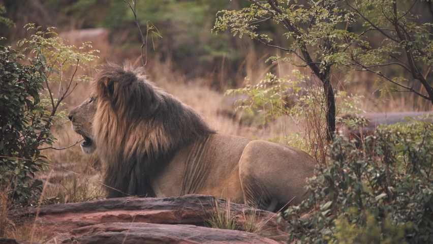 Lion with dark mane roaring loudly on rocks in african savannah.