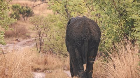Rump of african elephant lumbering through savannah grass, slow motion.