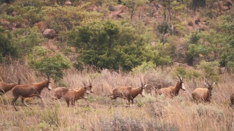 Blesbuck antelope herd stampede on the run in african savannah.