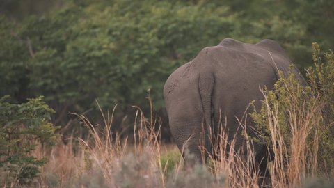 Tail and rump of white rhinoceros grazing in savannah forest.