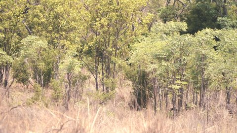 Impala antelope running behind bush thicket in african savannah.
