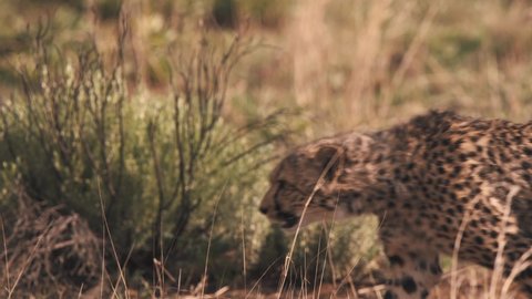 Prowling cheetah walking in african savannah bushes, looking for prey.