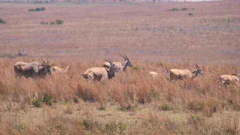 Eland antelope herd trotting in dry african savannah grassland.
