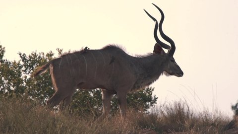 Kudu antelope walking in african savannah with oxpecker birds on back.
