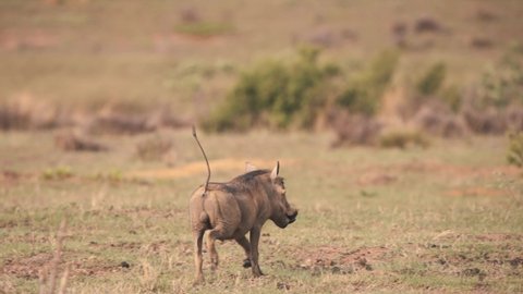 African warthog boar running in savannah grassland with raised tail.