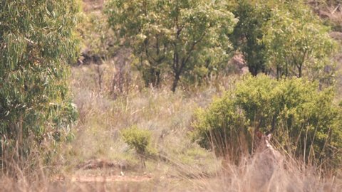 Greater Kudu antelope walking in african savannah bushland.