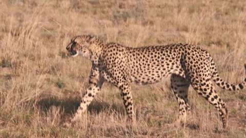 Cheetah walking gracefully in dry african savannah grassland.