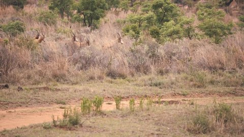 Blesbuck antelopes stampede running in african savannah grass.