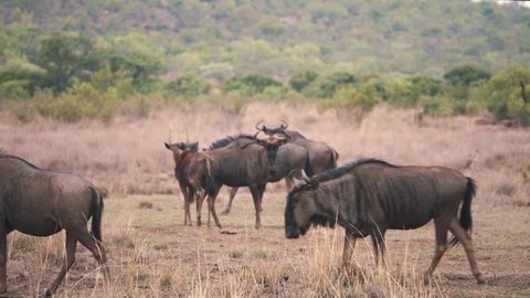 Common wildebeests prancing and trotting in african savannah.