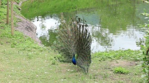Peacock showing a beautiful tail