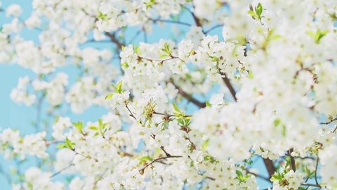 Close-up footage of the cherry blossom branch with white flowers in full bloom with small green leaves swaying in the wind in spring under the bright sun. Close-up moving high quality 4K footage.