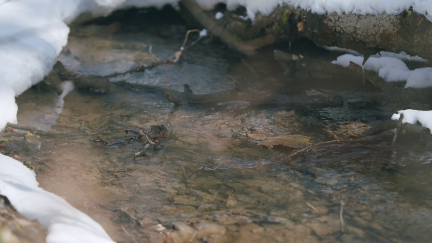 Forest water streams carry melting snow water. Pure water flows. | Shutterstock HD Video #1090352085