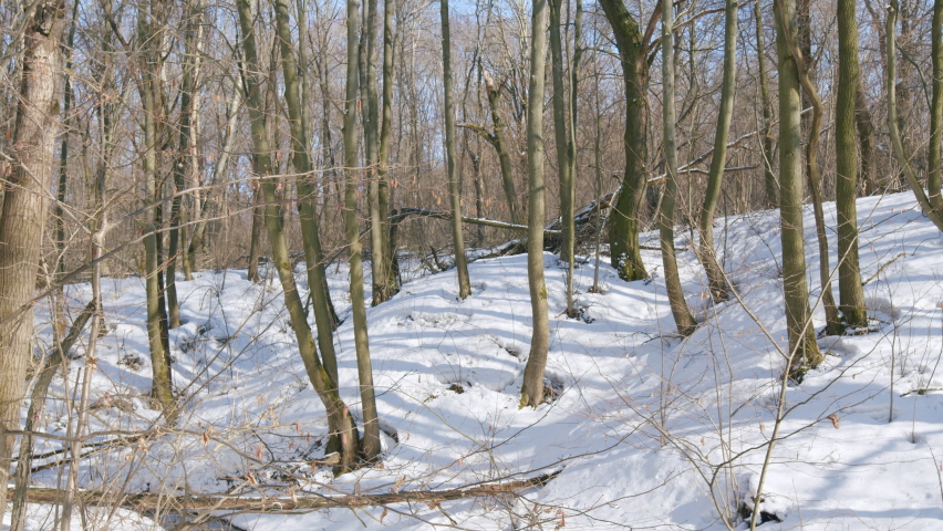 Fallen dry trees lies in the spring forest on the snow. | Shutterstock HD Video #1090352107