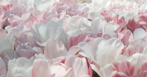 Beautiful pink flowers blossom close-up background. Floral petal field of natural blooming pink and white tulips or peony buds swaying in spring wind in morning sun light. 4k footage. Gentle backdrop