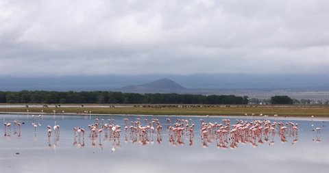 Lesser Flamingo foraging in Amboseli Lakes