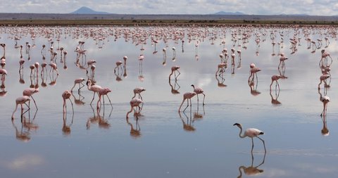 Lesser Flamingo foraging in Amboseli Lakes